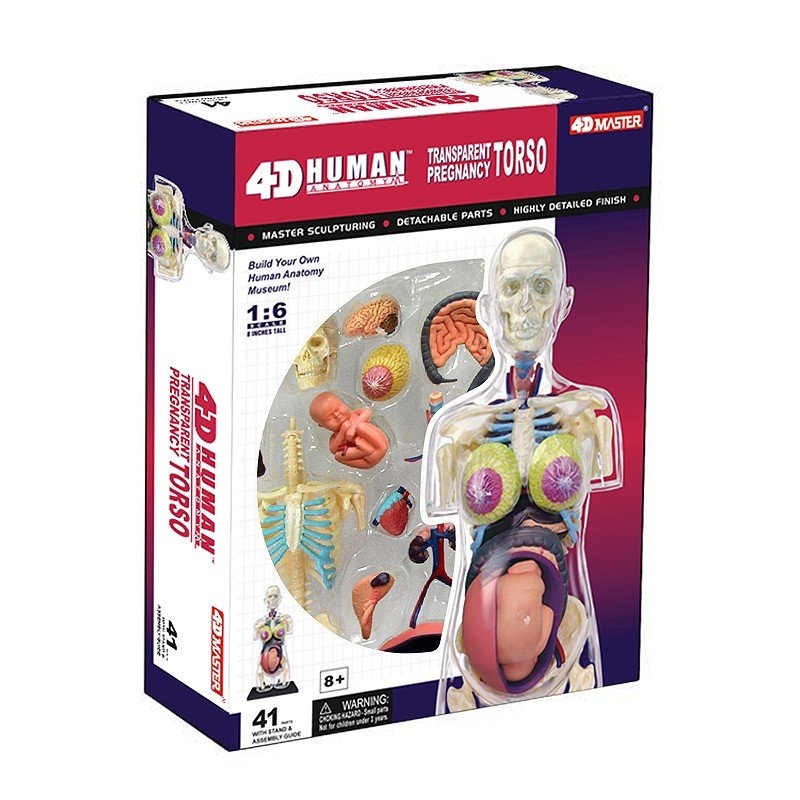 4D Pregnancy Torso Anatomy Model