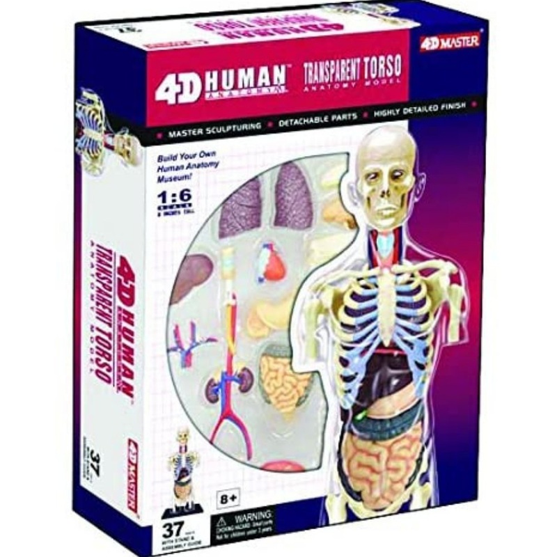 4D Human Transparent Torso Anatomy Model