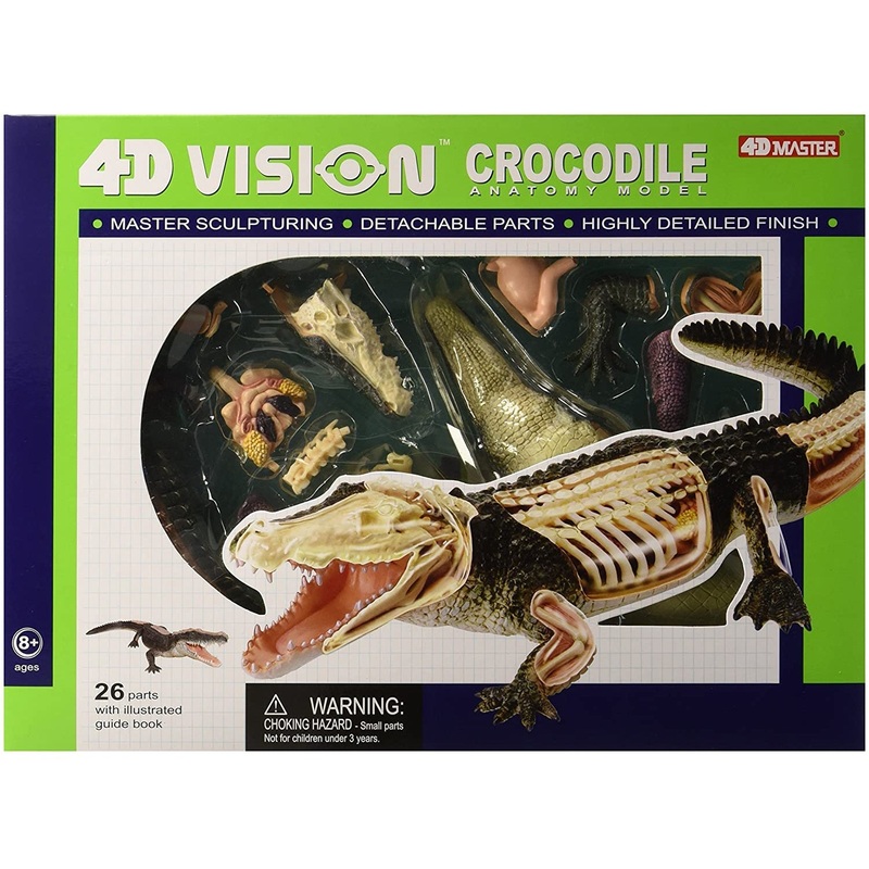 4D Vision Crocodile Anatomy Model