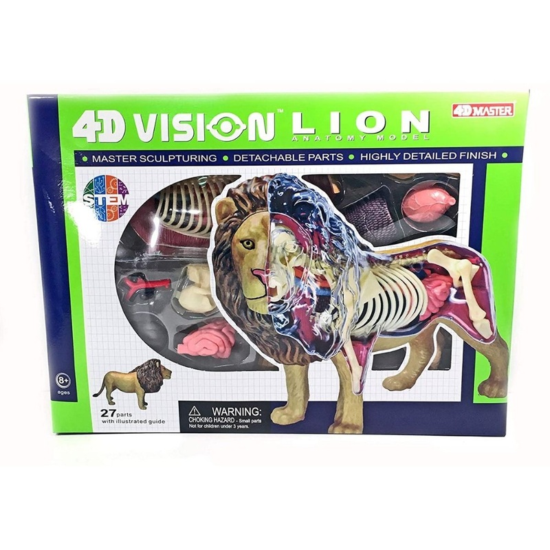 4D Vision Lion Anatomy Model