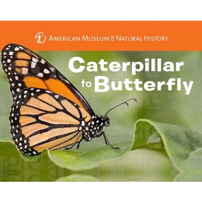 Caterpillar to Butterfly Book
