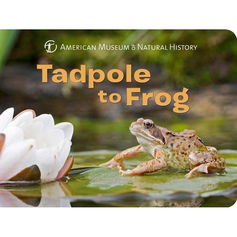 Tadpole to Frog Book