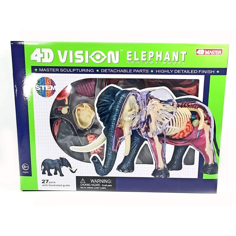4D Vision Elephant Anatomy Model