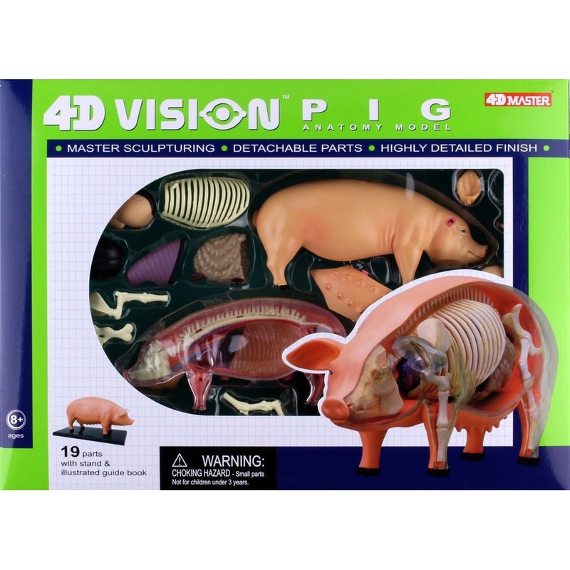 4D Vision Pig Anatomy Model