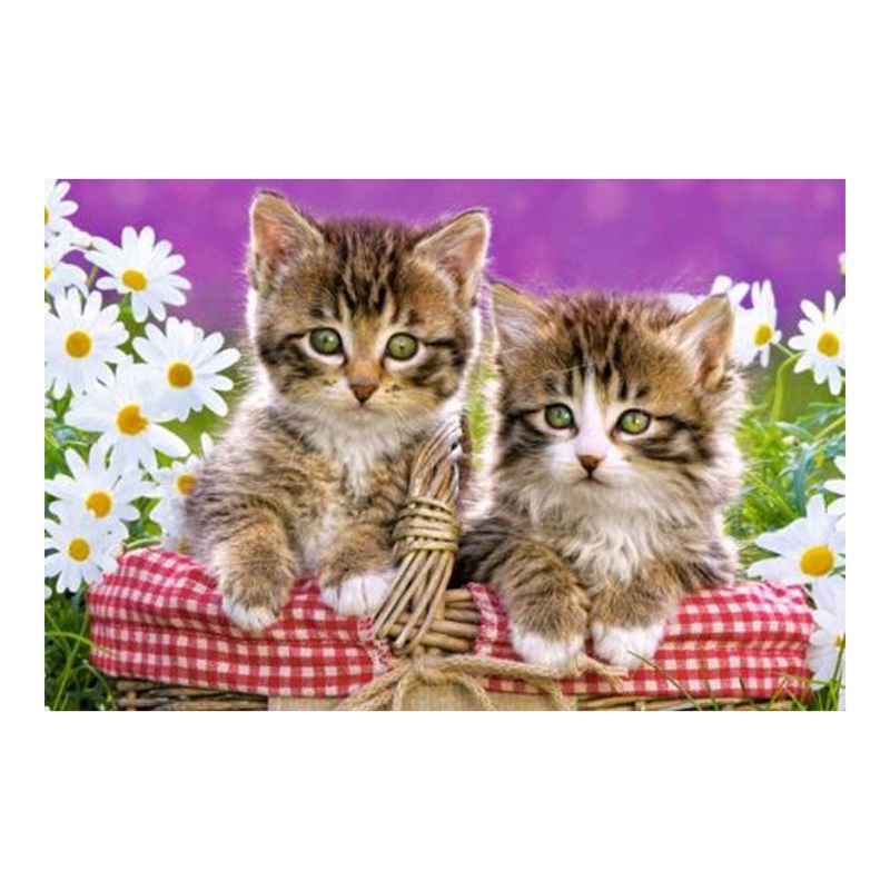 Chatons de riches dans un panier de panier 70pcs